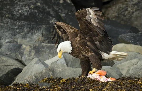 Картинка raptor, american bald eagle, View to a Kill