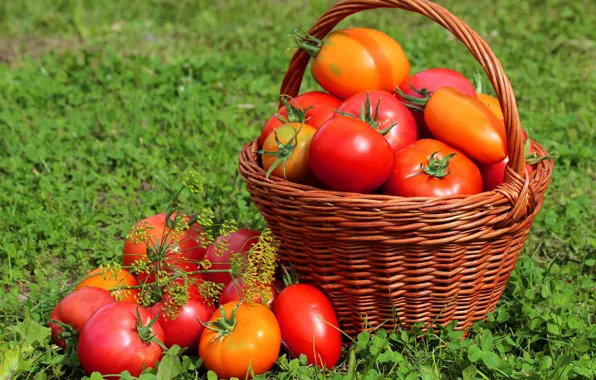 Трава, корзина, урожай, плоды, помидоры, томаты