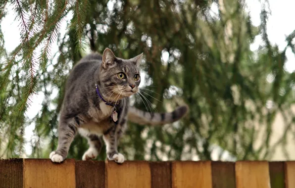 Картинка кошка, фон, забор