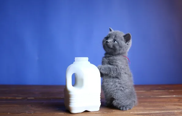 Малыш, молоко, канистра, котёнок, стойка
