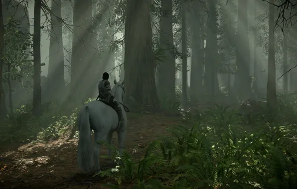 Лес, лучи, деревья, Shadow of the Colossus, В тени колосса
