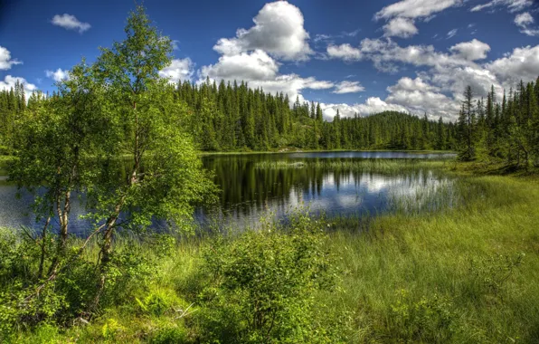 Картинка трава, вода, пейзаж, природа