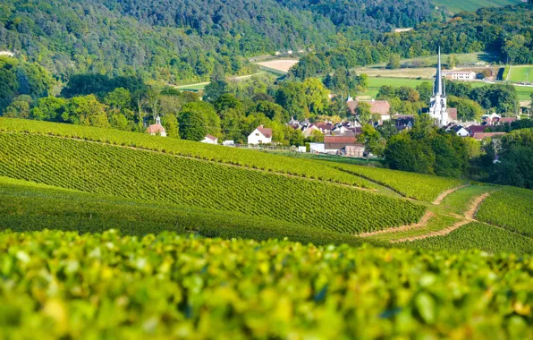 Горы, город, France, виноградники, Champagne