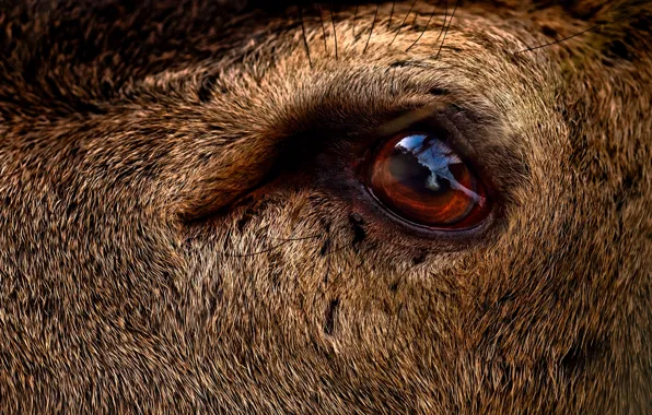 Eye, deer, close up