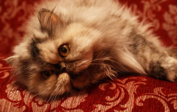 Кошка, диван, персидский кот