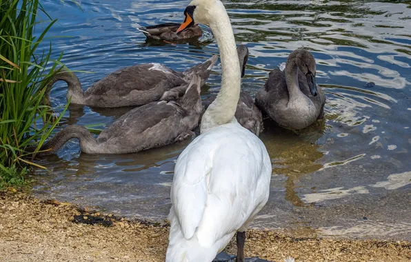 Птицы, озеро, семья, лебедь, swan, лебеди, lake, birds