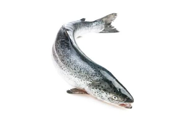 Fish, head, saumon entier