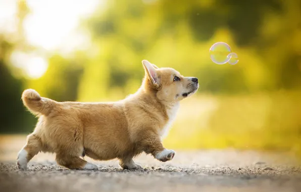 Картинка щенок, собачка, боке, мыльный пузырь, Kappa, вельш-корги