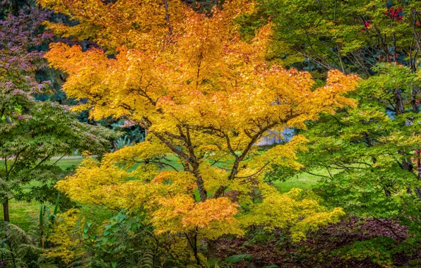 Осень, деревья, парк, листва, Канада, Ванкувер, VanDusen Botanical Garden
