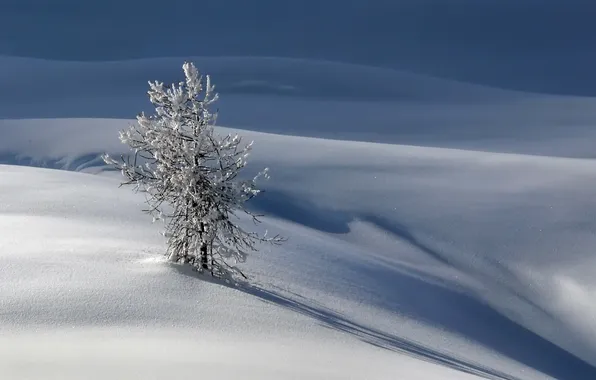 Картинка зима, снег, природа, дерево