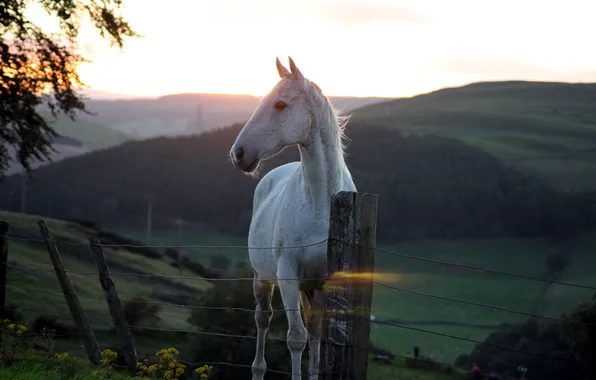 Картинка закат, конь, забор, красота