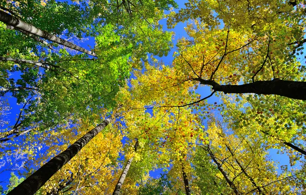 Картинка осень, небо, листья, деревья, ствол, крона