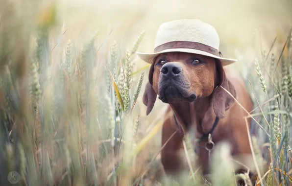 Поле, лето, друг, шляпа, пес