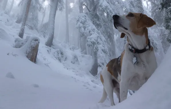 Картинка зима, лес, снег, собака, сугробы, бигль