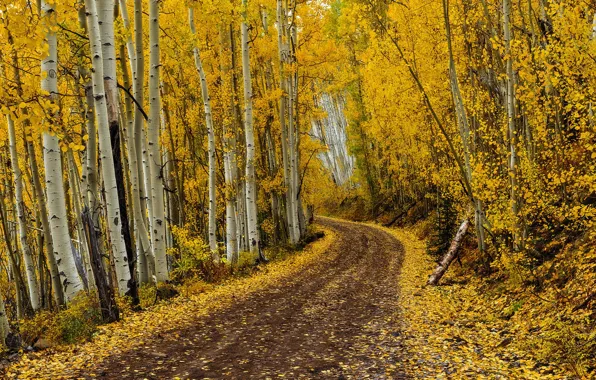 Road, autumn, leaves, autumn colors, fall, foliage, fall colors, golden road