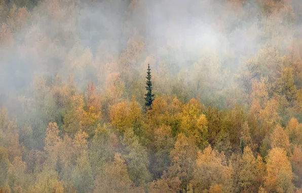 Осень, лес, туман, Канада, Юкон