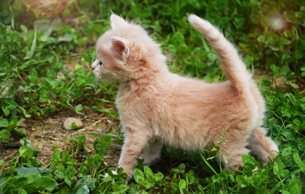 Кот, котенок, киска, рыжий, пушистик, котэ