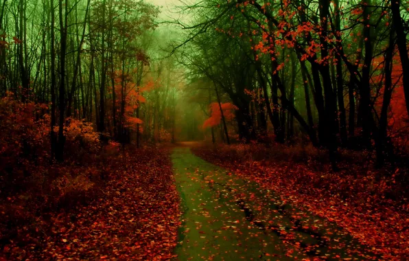 Картинка дорога, осень, лес, листья, природа, туман, фото