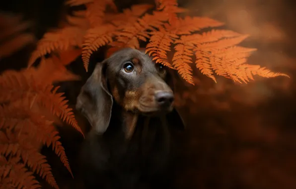 Картинка осень, взгляд, морда, листья, фон, портрет, собака, такса