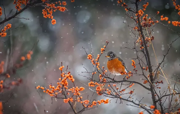 Зима, снег, winter, snow, дрозд, American Robin