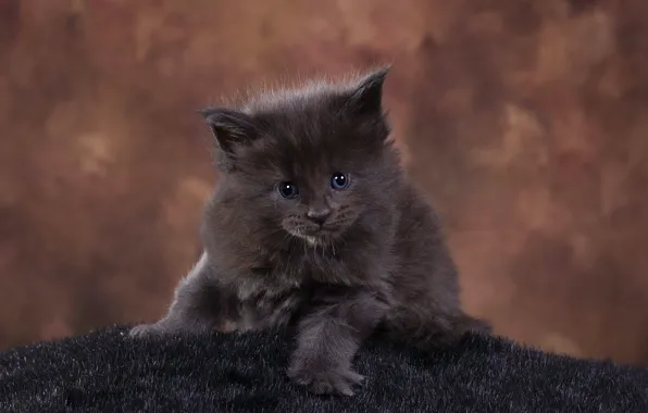 Кошка, взгляд, поза, темный фон, котенок, серый, пушистый, мордочка