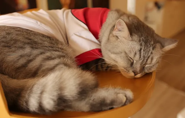 Кошка, кот, одежда, сон, футболка, спит, лежит, шотландская