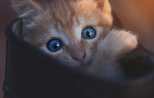 Кошка, взгляд, поза, темный фон, котенок, портрет, рыжий, голубые глаза