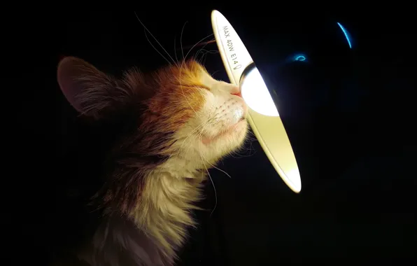 Картинка кошка, дом, лампа