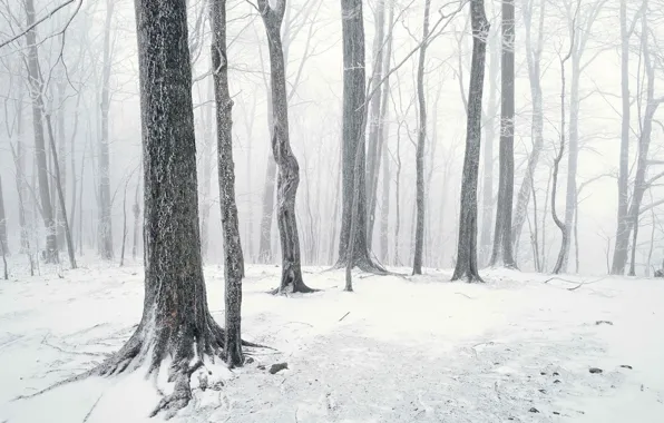 Лес, снег, стволы