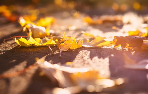 Листья, свет, природа