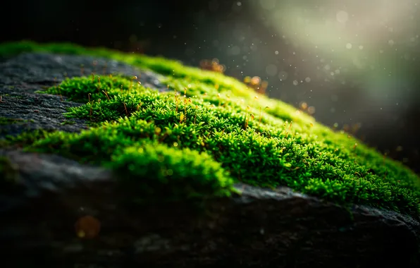 Макро, камень, мох, stone, dust, macro, боке, bokeh