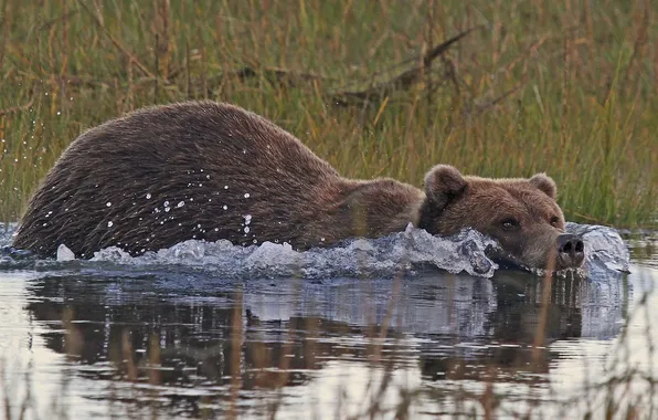 Картинка вода, заплыв, Аляска, бурый медведь, кадьяк