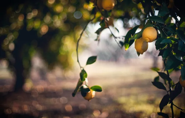 Nature, Bokeh, Lemon