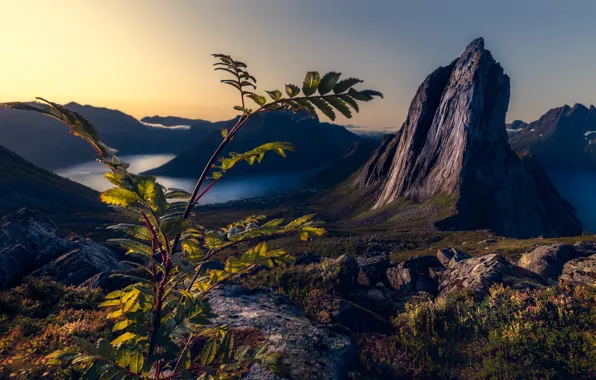 Картинка горы, ветка, Норвегия, фьорды, Troms, Segla