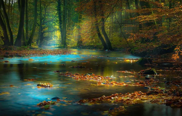 Картинка лес, листья, речка
