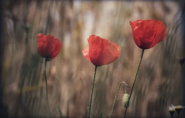 Лето, цветы, стебли, маки, красные, трио, боке, размытый фон