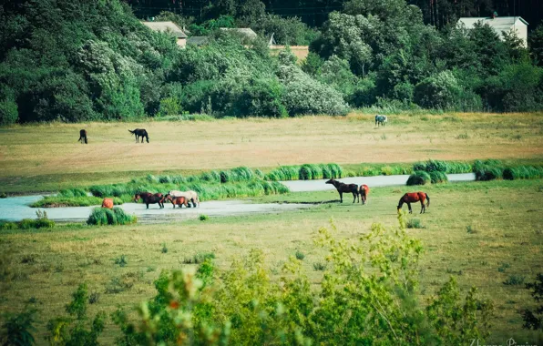 Поле, лето, трава, вода, Лошади, речка