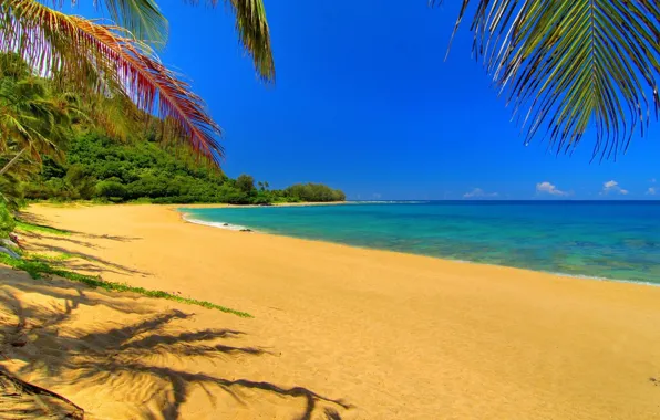 Картинка пляж, пальмы, отдых, Океан