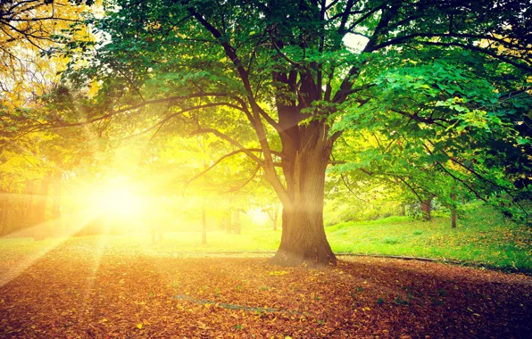 Картинка осень, листья, солнце, лучи, деревья, природа, фон, дерево