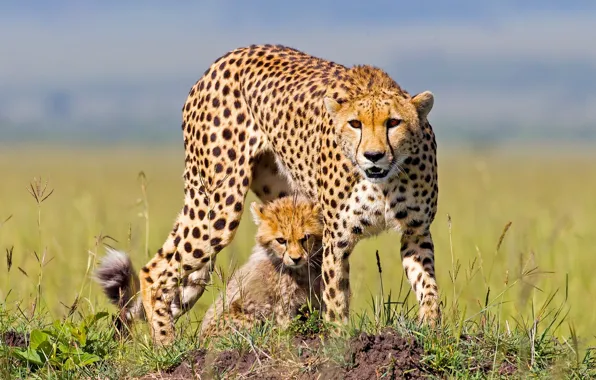 Гепард, Африка, детёныш, котёнок, гепарды