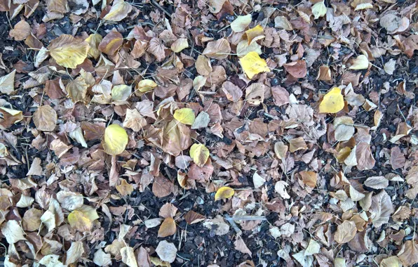 Wallpaper, texture, autumn, leaves, ground