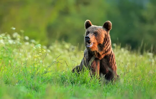 Поза, взгляд, медведь, пасть, морда, бурый, зелень, лето