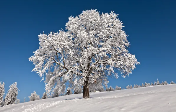 Картинка зима, иней, небо, снег, дерево, горизонт, мороз
