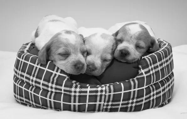 Картинка щенки, чёрно-белая, спящие