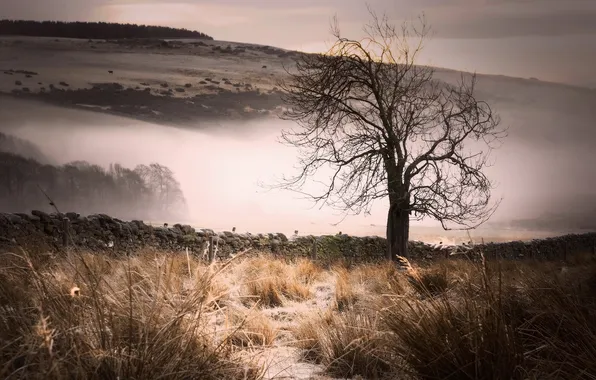Картинка поле, пейзаж, природа, туман, дерево, утро