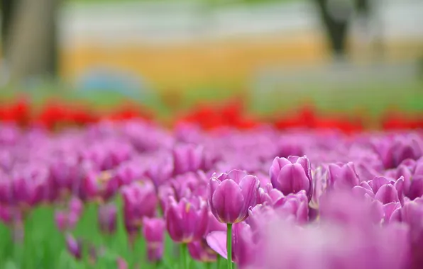 Цветы, яркие, весна, размытость, тюльпаны, розовые, бутоны, сиреневые