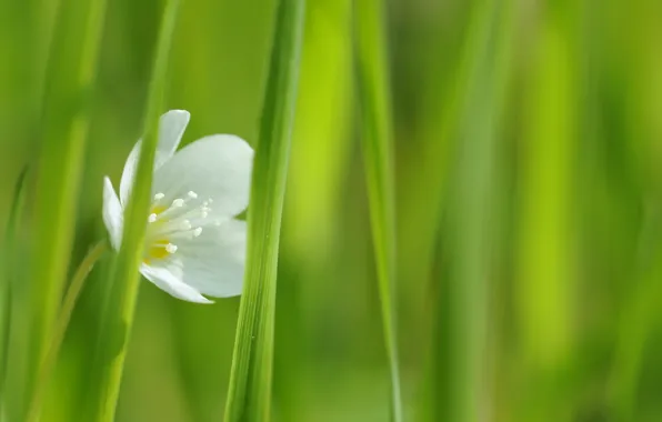 Белый, цветок, трава, макро