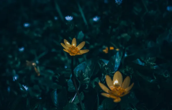 Крокусы, Lightroom, Гелиос