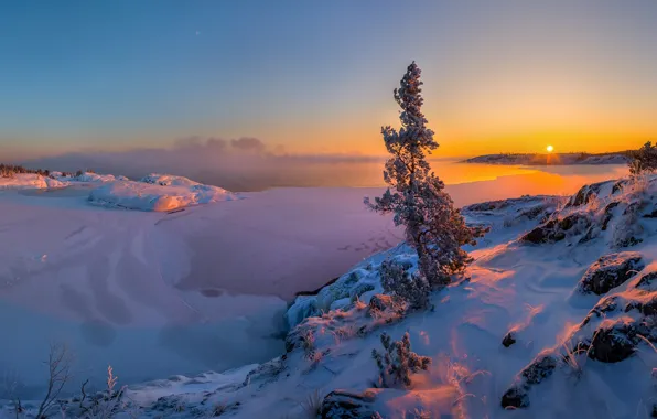 Картинка зима, снег, закат, озеро, дерево, лёд, сосна, Ладожское озеро