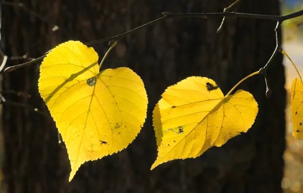 Yellow, autumn, leaf